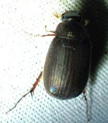 Serica sericea