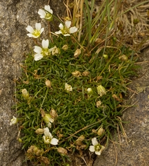 Mononeuria groenlandica