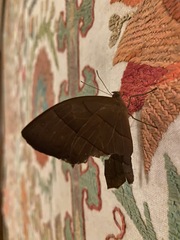 Taygetis rufomarginata