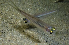 Ambassis jacksoniensis