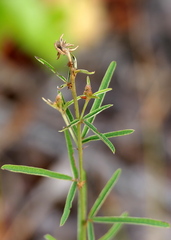 Lespedeza angustifolia