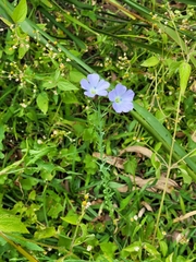 Linum marginale