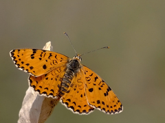Melitaea persea