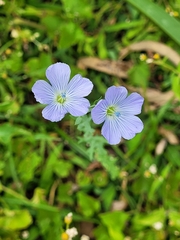 Linum marginale