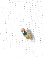 Microchrysa