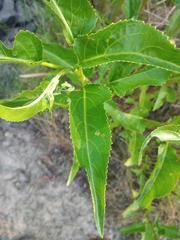 Gymnocoronis spilanthoides