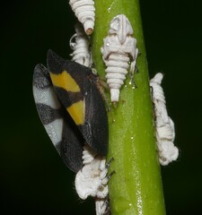 Folicarina bicolor