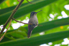 Lampornis viridipallens