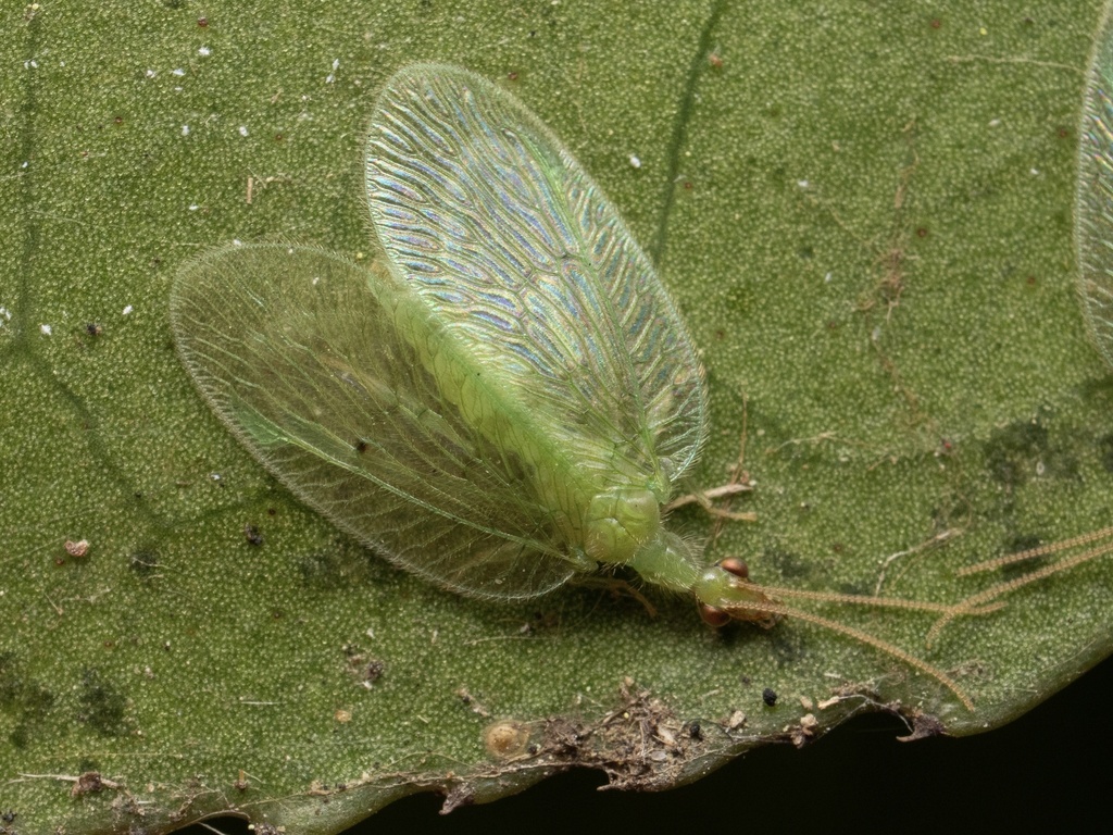 Notiobiella subolivacea