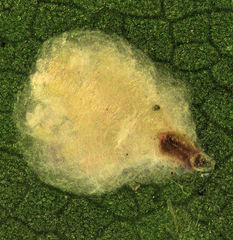 Pseudaulacaspis eugeniae