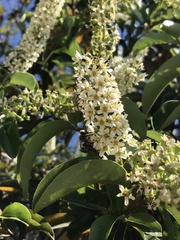 Escallonia pulverulenta