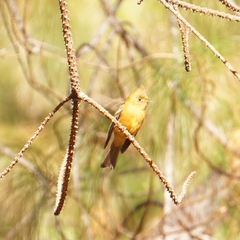 Mitrephanes phaeocercus