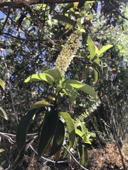 Escallonia pulverulenta