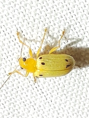 Metaxyonycha guttifera
