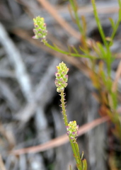 Polygala nuttallii