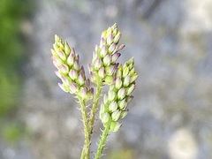 Polygala nuttallii