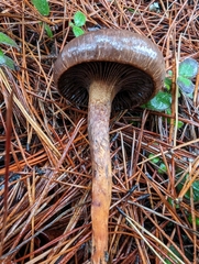 Chroogomphus vinicolor