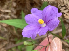 Solanum laciniatum