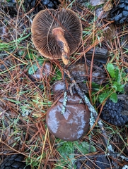 Chroogomphus vinicolor