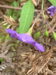 Solanum laciniatum