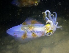 Sepioteuthis australis