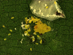 Pseudaulacaspis eugeniae