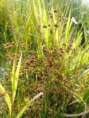 Juncus canadensis