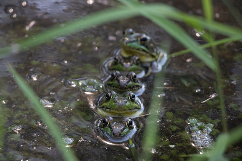 Green Frog photographed in Connecticut