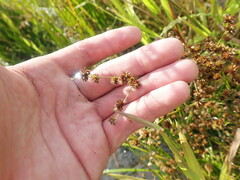 Juncus canadensis