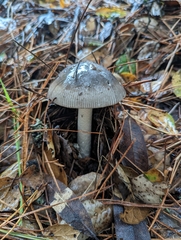 Amanita constricta