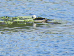 Nettapus coromandelianus