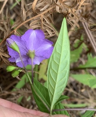 Solanum laciniatum