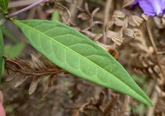Solanum laciniatum