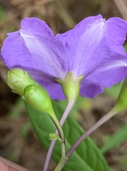 Solanum laciniatum