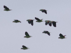 Amazona viridigenalis