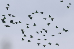 Amazona viridigenalis