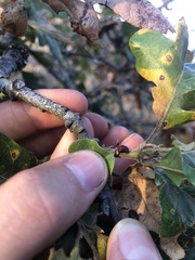 Disholcaspis mellifica