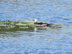 Nettapus coromandelianus