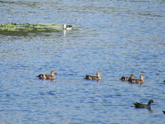 Nettapus coromandelianus