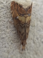 Glaucocharis chrysochyta