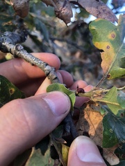 Disholcaspis mellifica