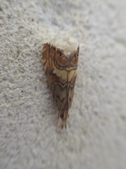 Glaucocharis chrysochyta