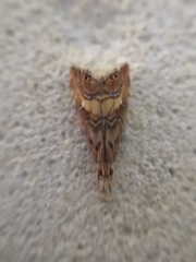 Glaucocharis chrysochyta