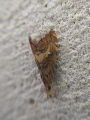 Glaucocharis chrysochyta