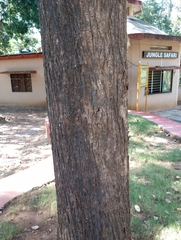 Terminalia paniculata