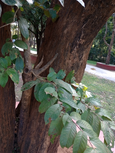 Image of Terminalia paniculata by (c) Chandu Bandi, some rights reserved (CC BY)