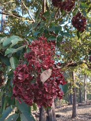 Terminalia paniculata
