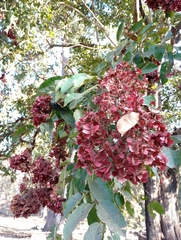 Terminalia paniculata