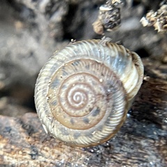 Polygyrinae
