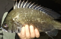 Acanthopagrus pacificus